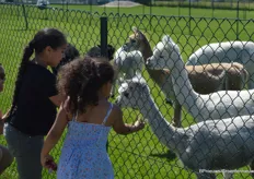 Bezoekers konden alpaca's gras voeren bij Alpaca World in Brielle
